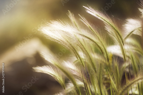 Grass waving in the breeze