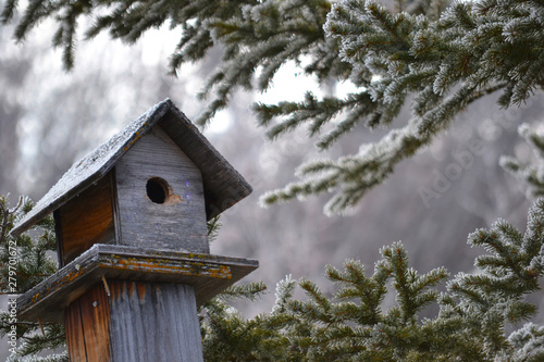 winter bird house in pine