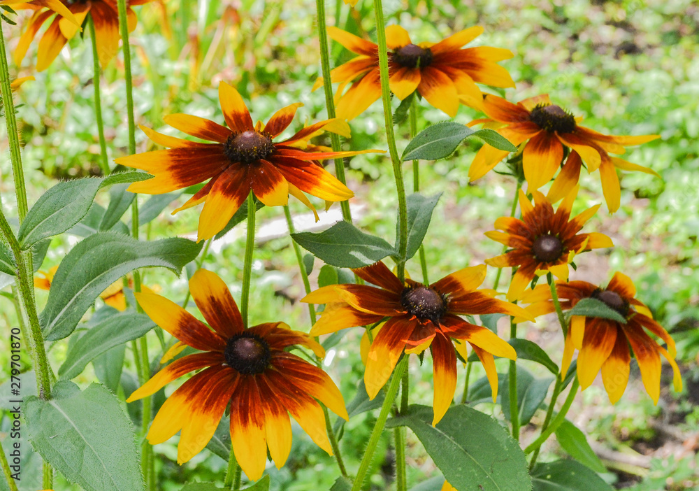 large yellow and Burgundy daisies in the garden large yellow and Burgundy daisies in the garden