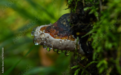 chaga mushroom growing on a tree produces juice