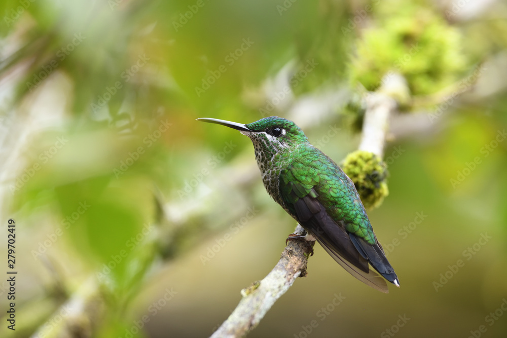 Green-crowned brilliant sitting on branch Green-crowned brilliant sitting on branch