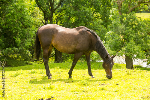 Horse  beautiful bay horse grazing in a lush green meadow in rural North Yorkshire  UK.  Facing right.  Landscape. Horizontal.  Space for copy.