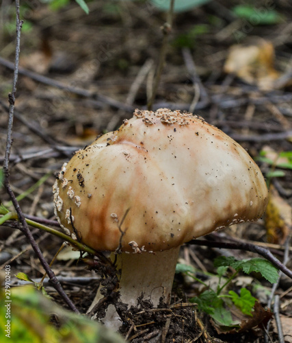 young white fly agaric in the forest