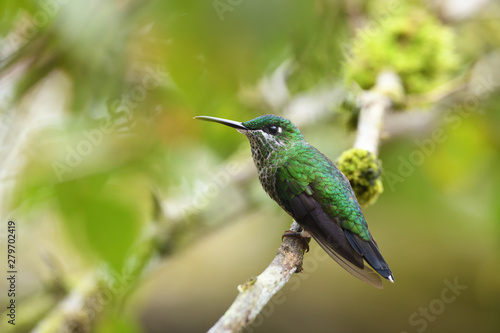 Green-crowned brilliant sitting on branch