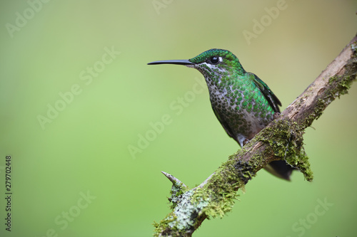 Green-crowned brilliant sitting on branch