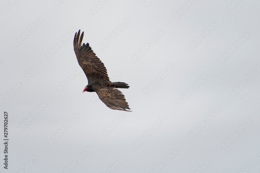 Fototapeta premium Birds of prey on the Pacific Coast at Sea Ranch, N. California