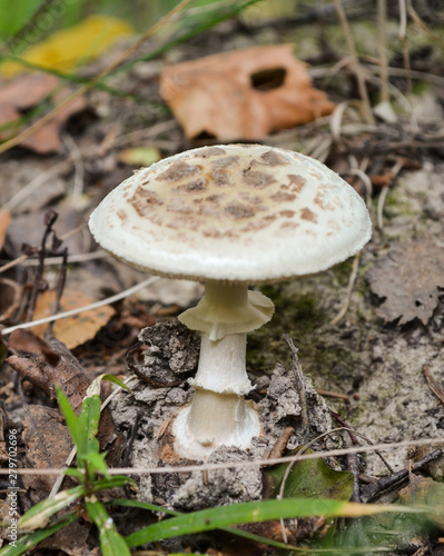 white fly agaric with a beautiful leg in the forest