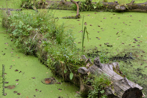 an old log overgrown with grass in the swamp