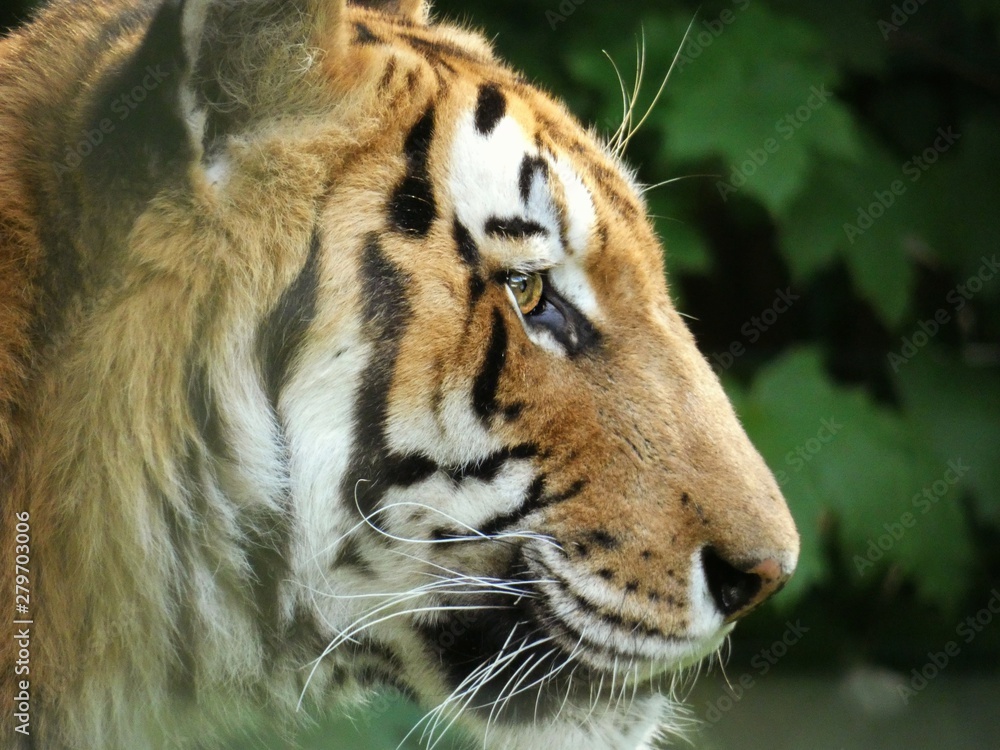 Fototapeta premium tiger in zoo