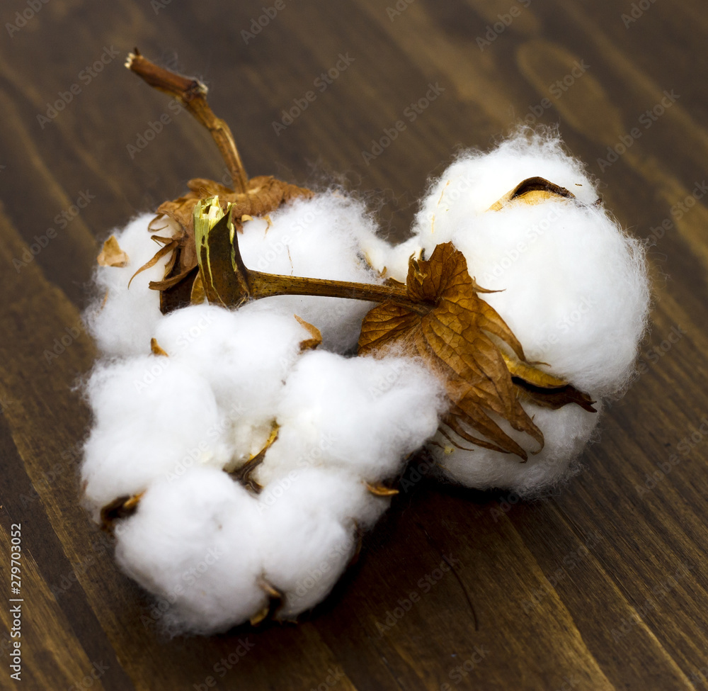 Cotton flowers on a wooden background. Free space for text. Cotton flowers on a wooden background. Free space for text.