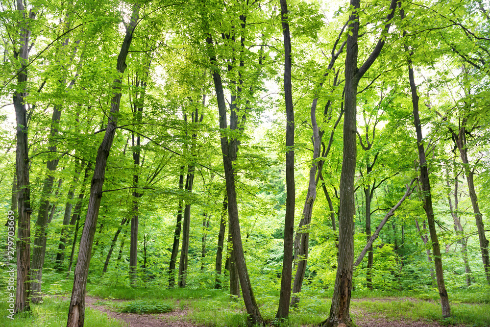 Green forest landscape with path, trees and sun light going through leaves Green forest landscape with path, trees and sun light going through leaves