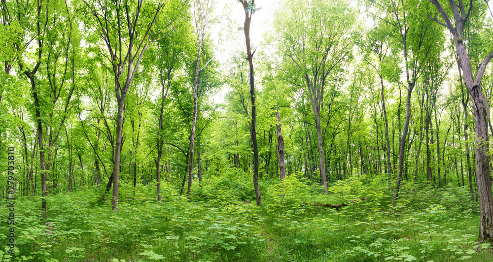 Green forest landscape panorama with trees and sun light going through leaves Green forest landscape panorama with trees and sun light going through leaves