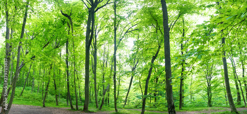 Green forest landscape panorama with trees and sun light going through leaves