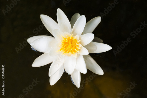 Beautiful blossom white water lily flower in dark pond isolated on black background