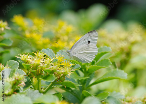 a male Cabbage White butterfly feeding on Seedum photo