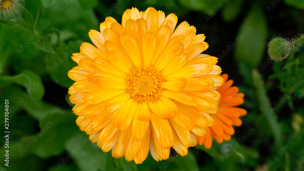 Closeup yellow flower of Calendula officinalis. Calendula medicinal plant petals & herb leaves. Calendula officinalis flower field plant (pot, garden or English marigold). Closeup yellow flower of Calendula officinalis. Calendula medicinal plant petals & herb leaves. Calendula officinalis flower field plant (pot, garden or English marigold).