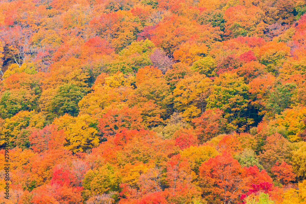 Field of trees during fall foliage, Stowe Vermont, USA Field of trees during fall foliage, Stowe Vermont, USA