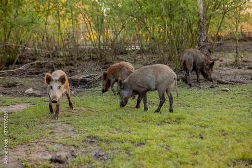 Family Group of Wart Hogs Grazing Eating Grass Food Together.