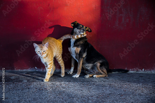 Stray cat and dog found friendship on the streets