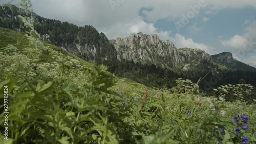 Alpine mountain meadows