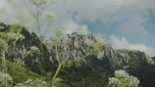 Alpine mountain meadows