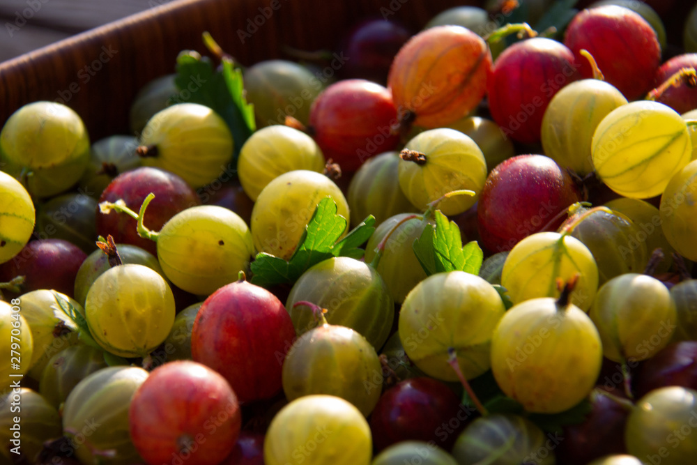 Red, green and yellow gooseberries closeup