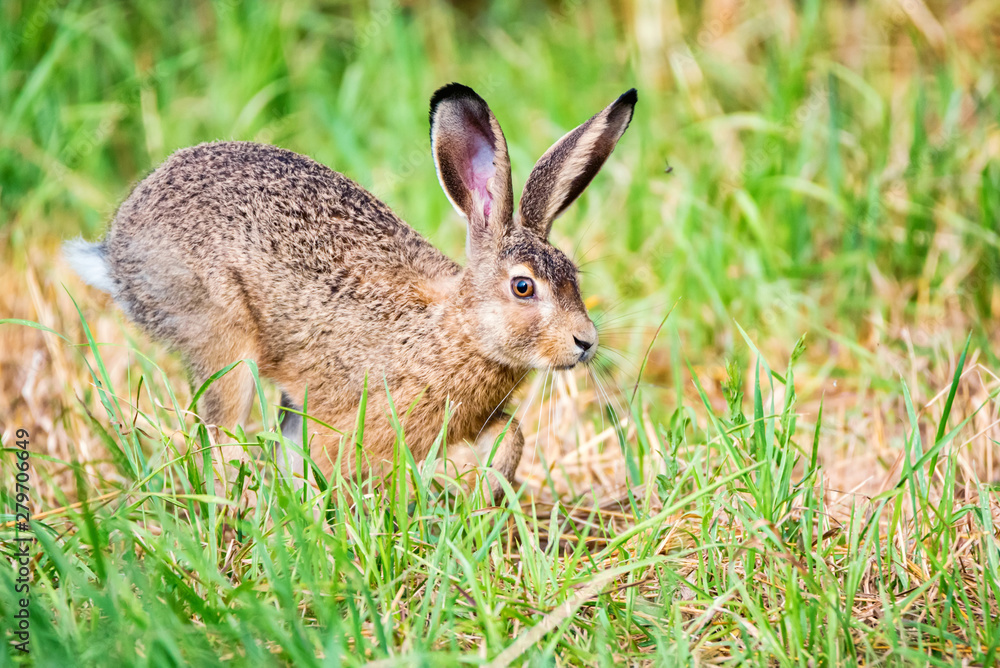 European hare or Lepus europaeus leaps in a meadow European hare or Lepus europaeus leaps in a meadow