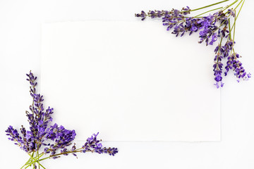 Flowers composition. Frame made of fresh lavender flowers on white background. Flat lay, top view, copy space, square