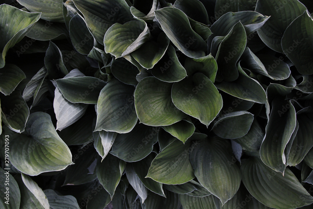 big green leafs background big green leafs background
