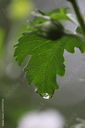 Raindrop On Leaf