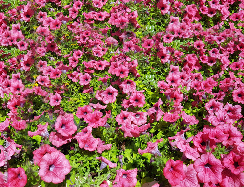 Floral background of climbing plant with pink flowers