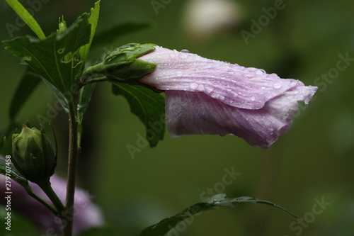 flower in the garden