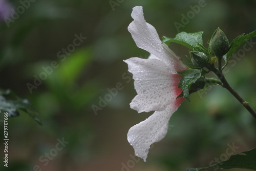 Flower in the rain