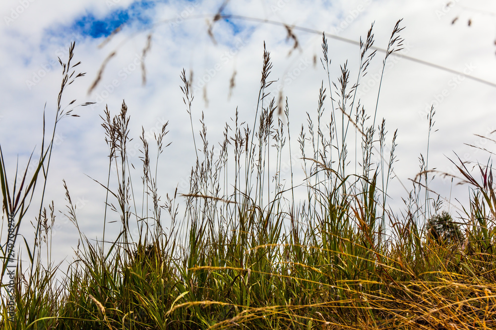 Fototapeta premium Grass and cloudy sky