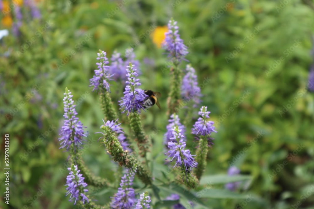 Obraz premium Natur im Großen Garten Dresden