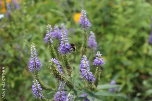 Natur im Gro  en Garten Dresden