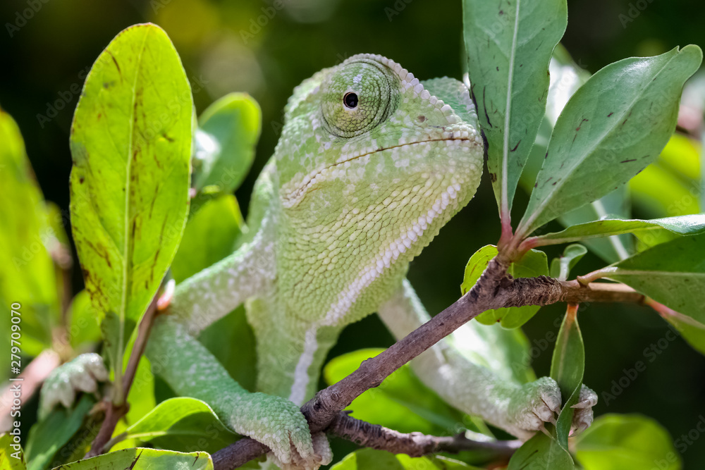 chameleon eyes chameleon eyes