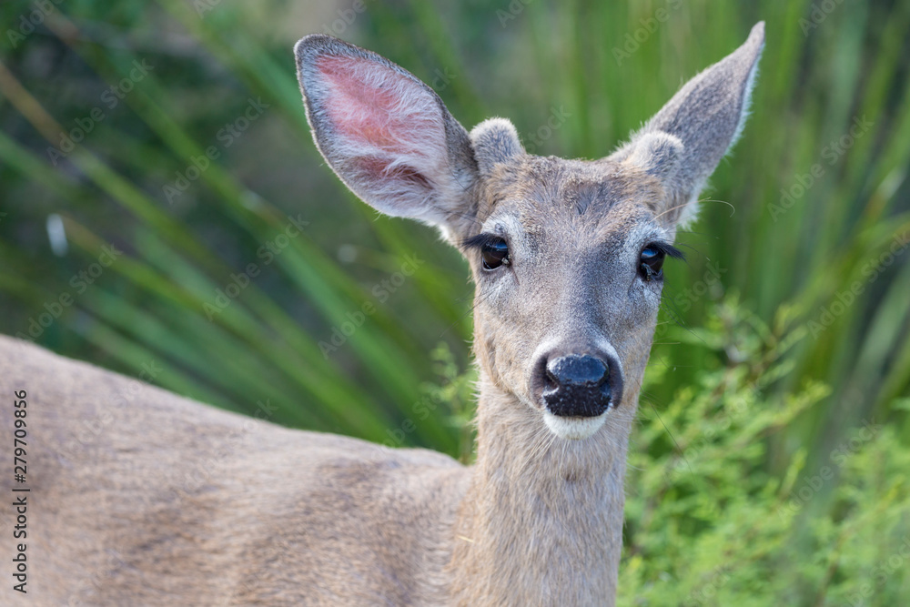 Wild deer near the Chisos Basin in Big Bend National Park (Texas).