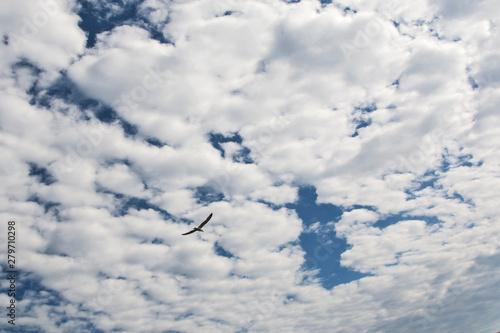 Blue sky with clouds and a seagull