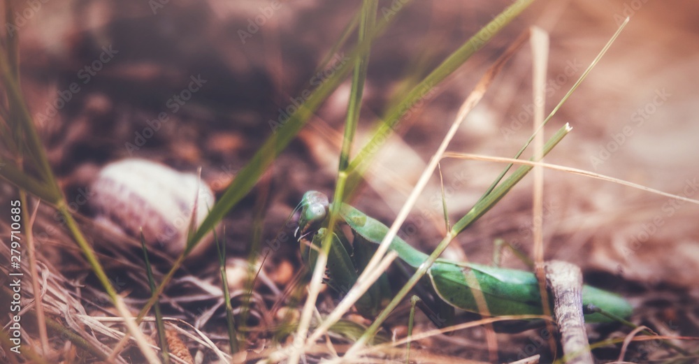 Obraz premium Insect in the forest