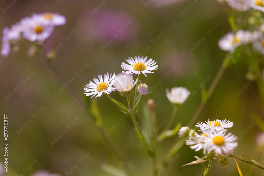 Nature background with wild flowers camomiles. Close up. Nature background with wild flowers camomiles. Close up.