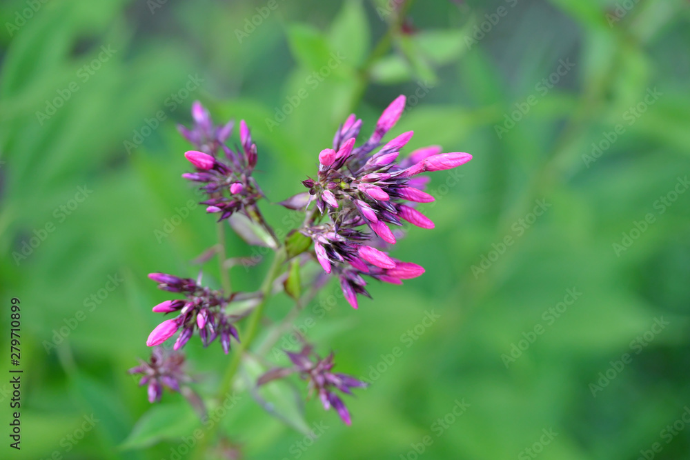 photo of blooming Phlox flower close-up with blurred background photo of blooming Phlox flower close-up with blurred background