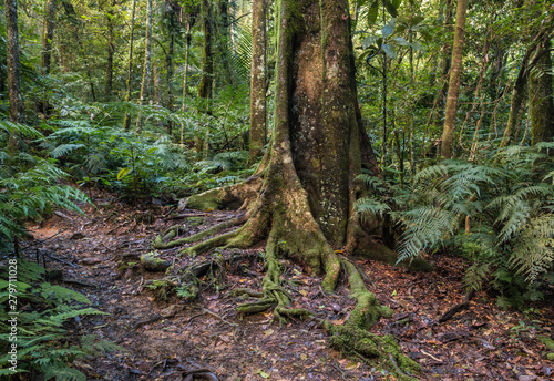 tropical rainforest in New Caledonia with ferns and moss covered trees