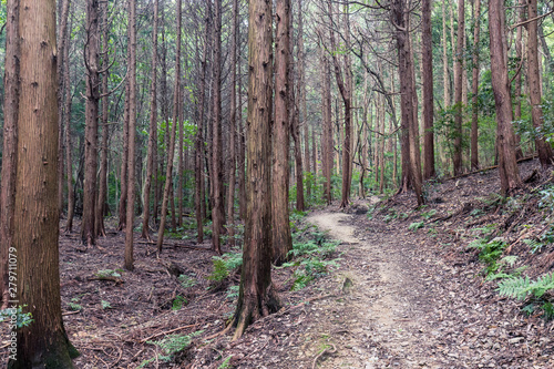 Dirt trail through moody woods