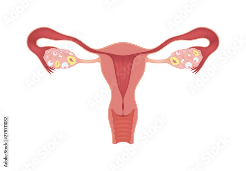 Healthy female reproductive system with the uterus, fallopian tubes and ovaries isolated on whte background. Realistic drawing showing the internal organs. Frontal view in a cut.