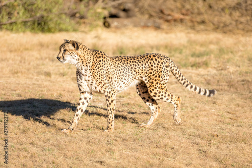 Cheetah running in South Africa, Acinonyx jubatus. Guepardo.