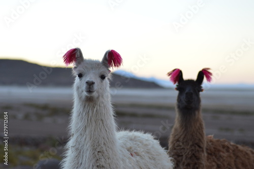 Portrait of Bolivian llamas during a sunset in Salar de Uyuni