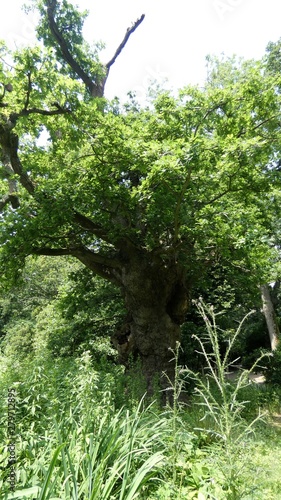 The King Oak of Norfolk 3