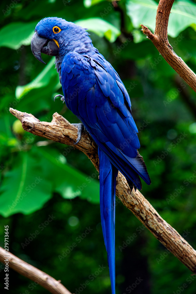 Obraz premium Hyacinth macaw