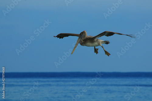 An adult pelican, pelicanus occidentalis, still flying but ready to land on the water photo